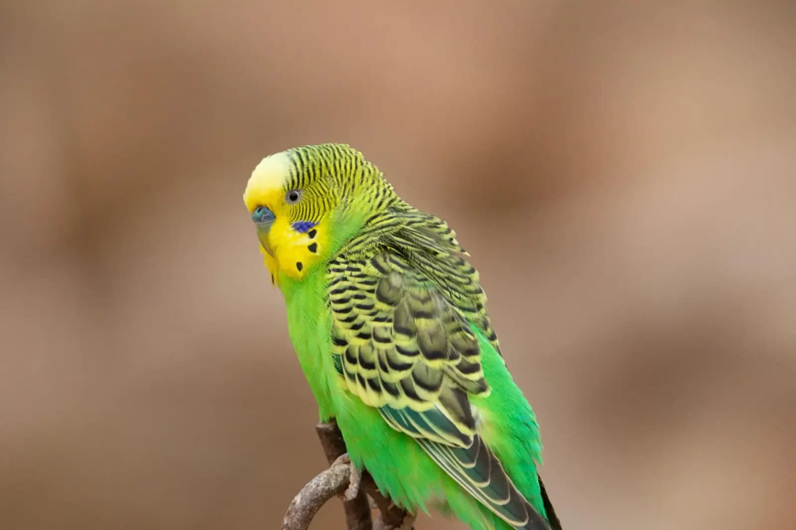مرغ عشق