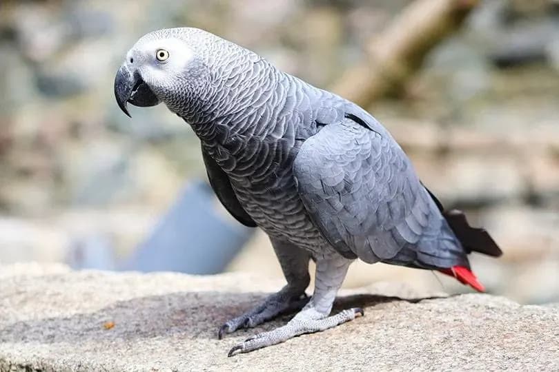 کاسکو روی چوبپایه — راهنمای مشکل تنفسی پرنده