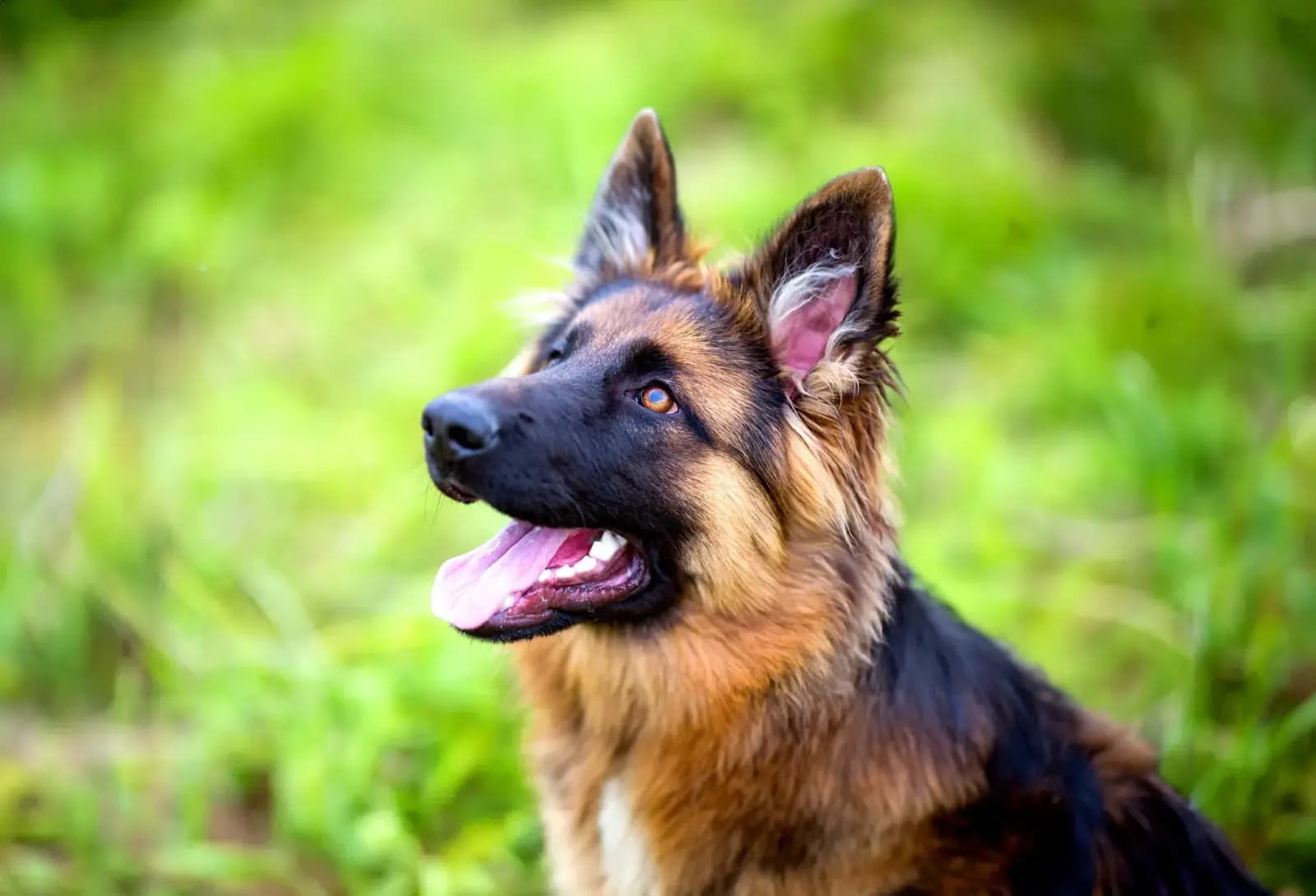 سگ ژرمن شپرد — راهنمای سرفه سگ
